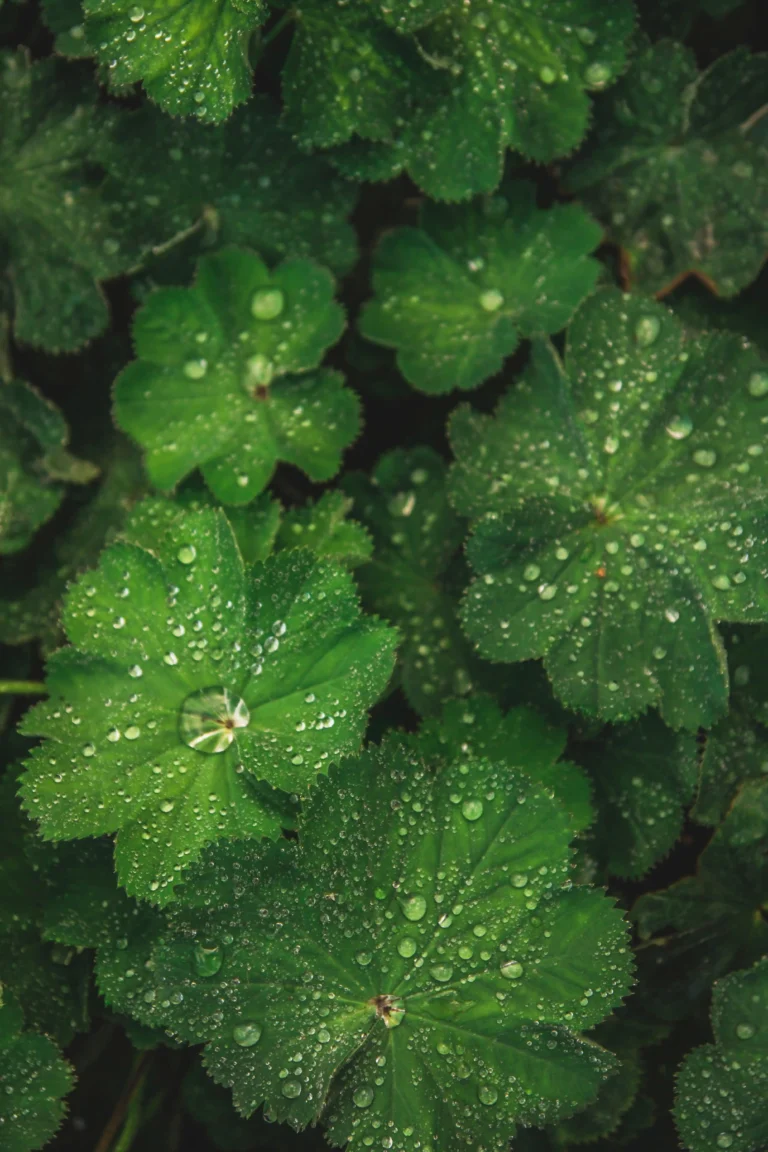 leaves and raindrops