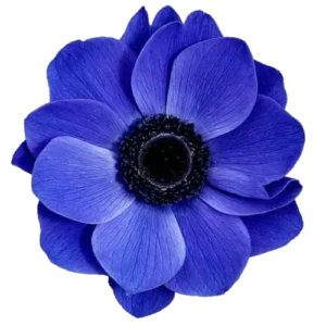 blue flower